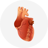 Cardiovascular & Diabetes