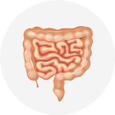 Digestive System