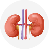 Genito urinary System