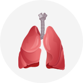 Respiratory System